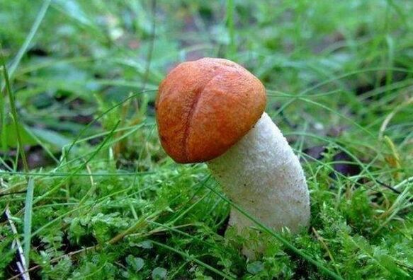 grzyb symbolizuje powiększoną głowę penisa